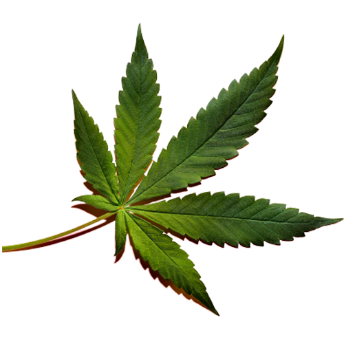 Cannabis
